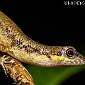 Saproscincus basiliscus (Southern Wet Tropics Shadeskink) on the Centenary Lakes Boardwalk<br />Canon KDX (400D) + EFS60 F2.8 + SPEEDLITE 380EX